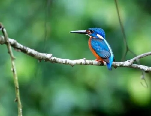 Chalet 2 -3 Persoons Chalet In Bosrijk Park Kempenbos-duc De Brabant Diessen