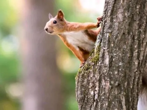 2 -3 Persoons Chalet In Bosrijk Park Kempenbos-duc De Brabant *